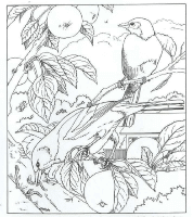A coloring page of nature in the backyard